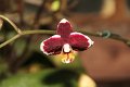 Phalaenopsis   075